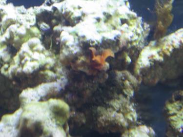 ca495-Unknown 005.JPG