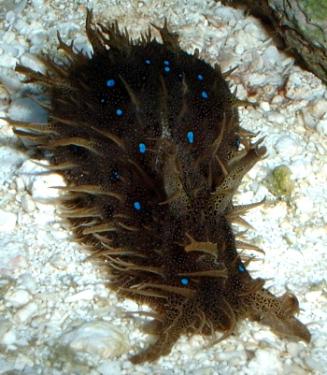 8c9c1-blue spotted sea hare.jpg