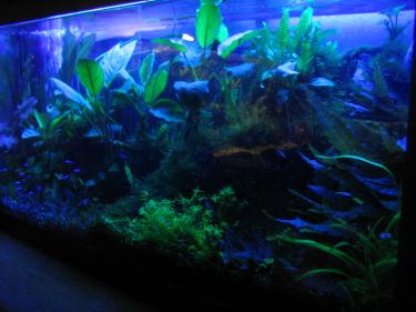 0e1b6-planted tank 1 blue.jpg