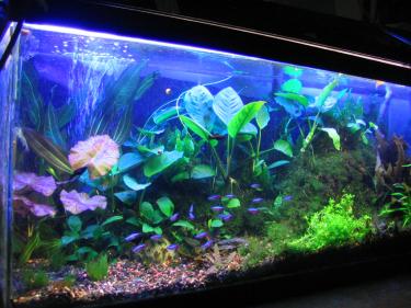 1db1b-2nd planted).jpg