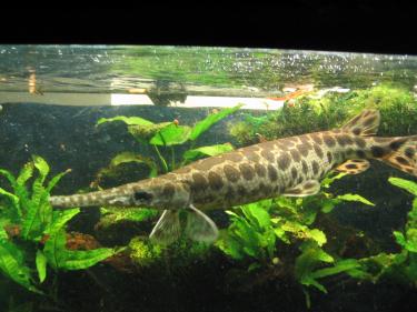 ebeb4-Gar snaking (large gar).jpg