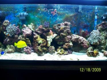 c997a-100_3054 TANK.jpg