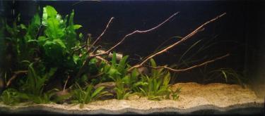 b5423-2.5ft 6th Jan 2012.jpg