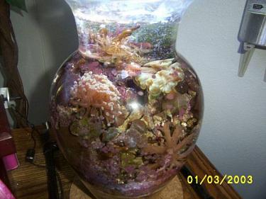 fce01-1-3reefbowl.jpg