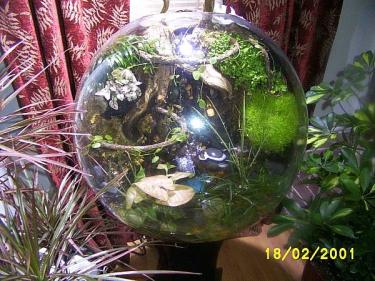 27c9a-bog terrarium.jpg