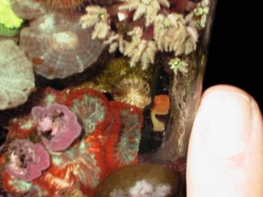 f1e85-panda goby.jpg