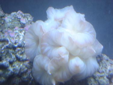 4e536-Picture 218.jpg