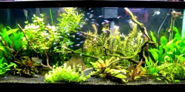 a63fc-55 gallon newer.jpg