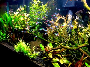 18919-55 gallon with neons.jpg