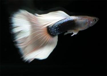 cf6e9-guppy-fish-profile.jpg