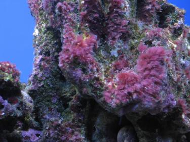 c1a85-Pink Algae.jpg