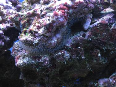 23688-unknow pom poms.jpg