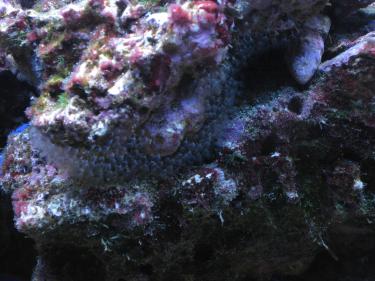 6e2b3-Unkown Pom Pom 2.jpg