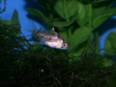 ff1a8-PICT0019 (2).JPG