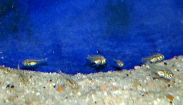 bdafa-PICT0004 (3).JPG