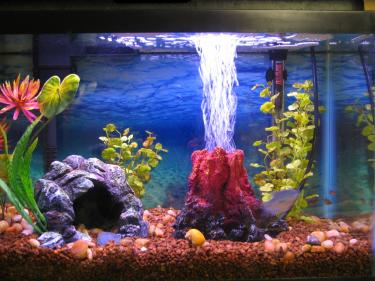 f623f-Fish tank 004.JPG