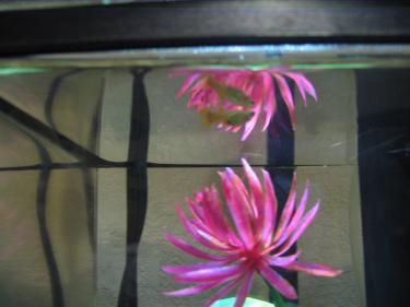 1c8d0-Fish tank 022.JPG