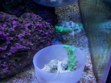 52538-Maxijet Mod 001.JPG