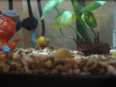 15493-Fish tank 018.JPG