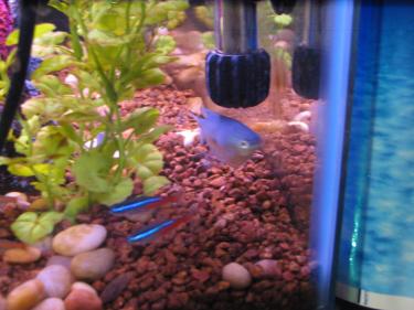 cc886-Fish tank 013.JPG