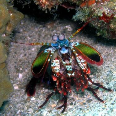 3b163-mantisshrimp_Coppertane.jpg