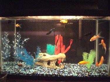 72454-FishTankResize.jpg