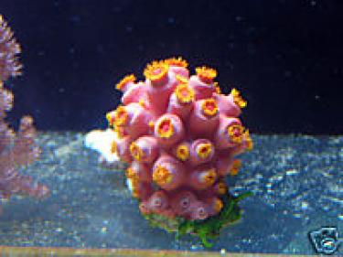 7f44f-sun coral.jpg