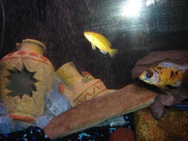 ac942-Fish - Spot 2.JPG