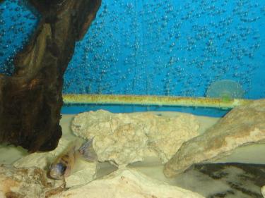 97472-Fish - Spot 3.JPG