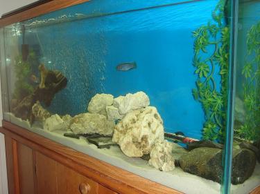 4f0fa-Fish tank - New 3.JPG