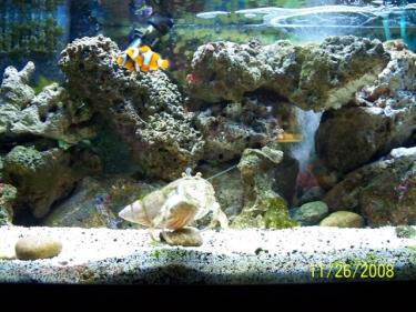 00fb6-lil ouse 11.28.08 035 (Small).jpg