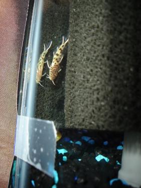 0a54e-fish - bottom feeder.jpg