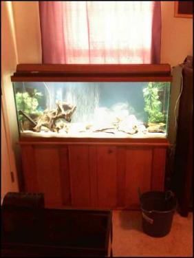 4fb98-Fish tank new.jpeg