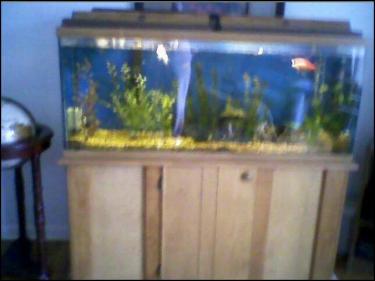 00060-fish tank.jpeg