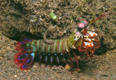 9f472-Mantis_Shrimp.jpg