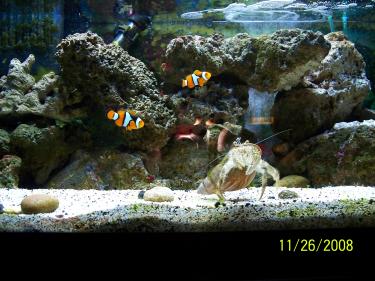 3a205-fish tank 11.26.08 020.jpg