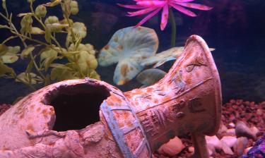 a77cc-fish tank green stuff.jpg