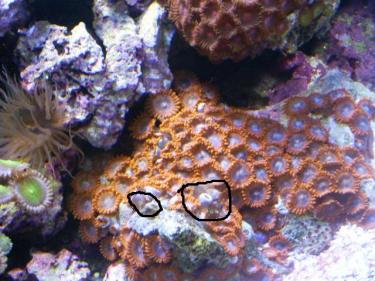 fcc70-Picture 118.jpg