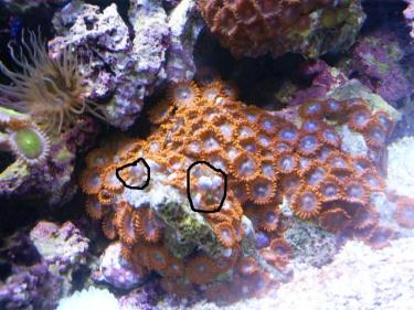 4529d-Picture 1222.JPG