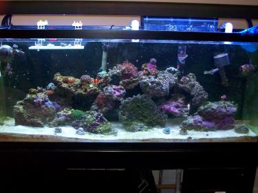 5f3b7-Copy of tank pics 091.jpg