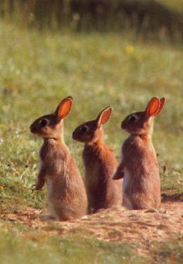 86900-3 rabbits_small.JPG