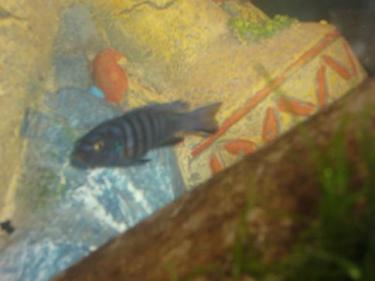 0846d-fish - gus.JPG