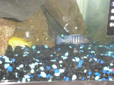 88562-fish - gus and yellow.JPG