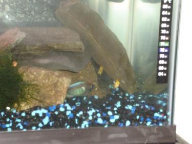 f6f77-fish - king.JPG