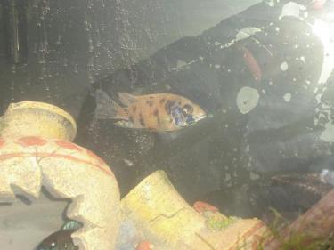 e0565-fish - spot.JPG