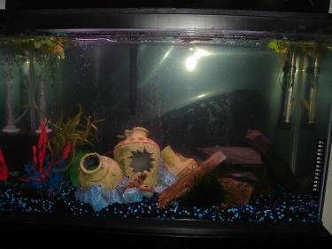 3bf0e-fishtank 6.JPG
