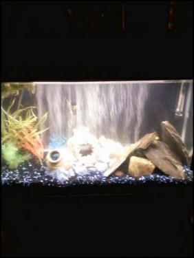 a1200-Fishtank 4.jpeg