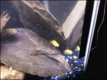 507a1-Fishtank 5.jpeg