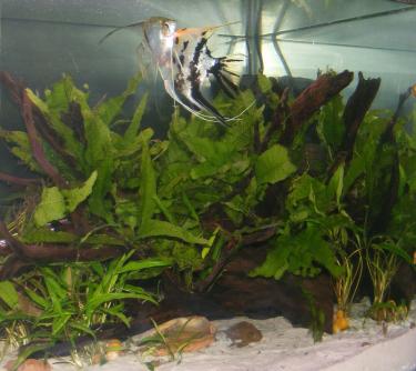 ffca8-3ft 15th May 2011 a.jpg