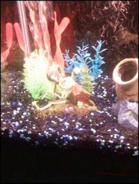 d8175-Fishtank 1.jpeg